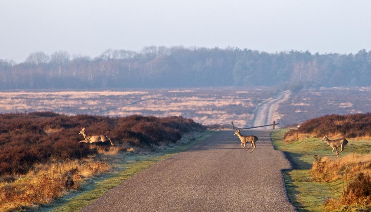 Postillion Amersfoort Veluwemeer Putten Exterior foto